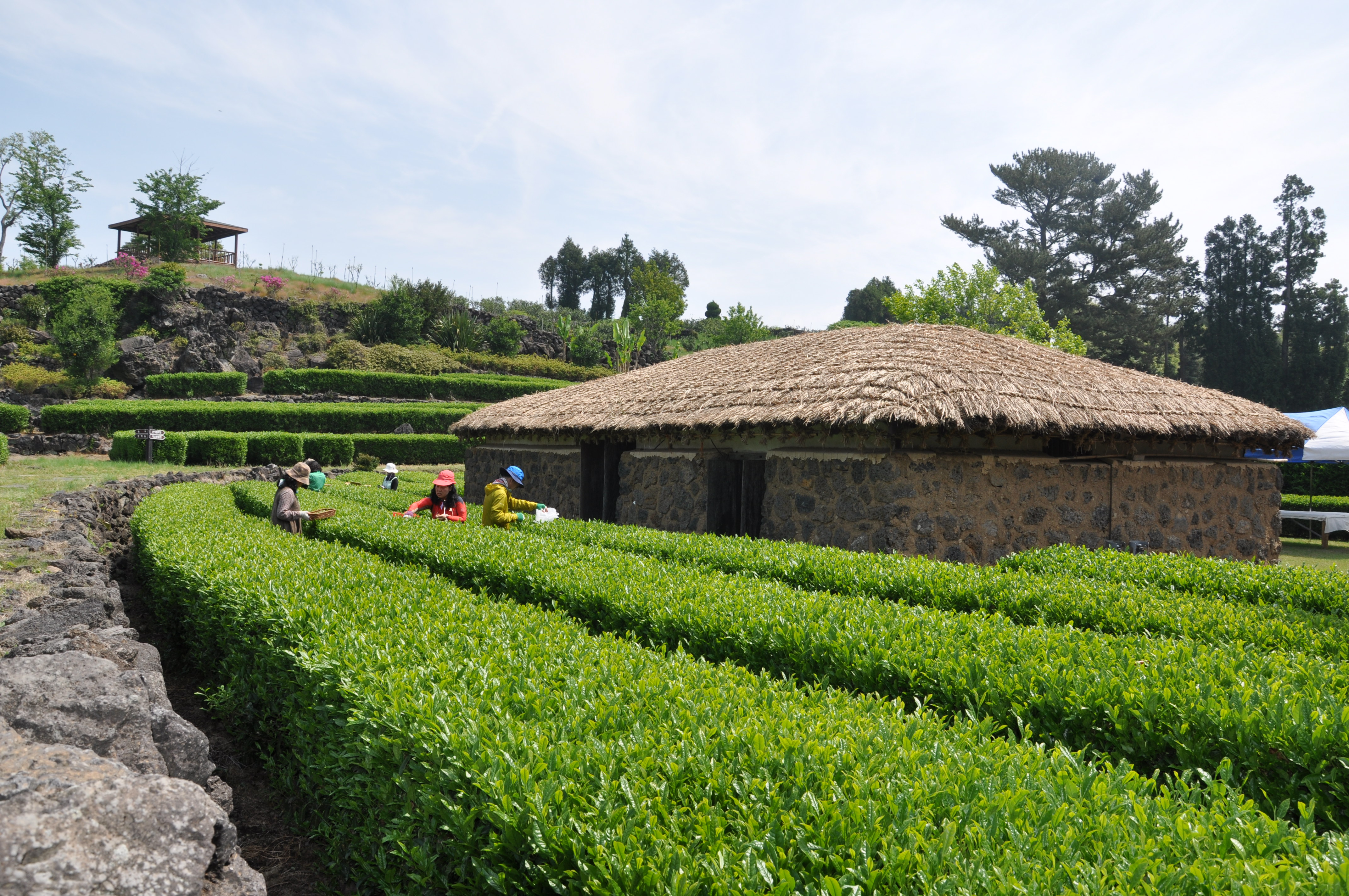 수제차 체험 행사